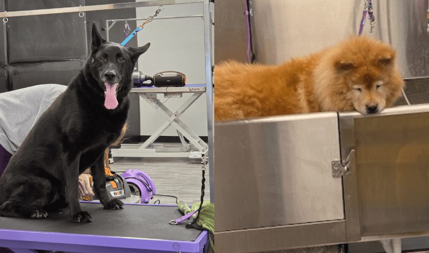 DOG GROOMING