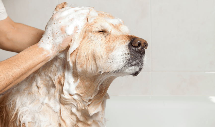 DOG MEDICATED BATH